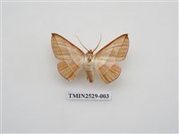 藏品(尺蛾2)的圖片